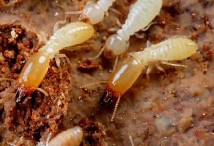 專業滅白蟻公司幾步教你有效消滅白蟻